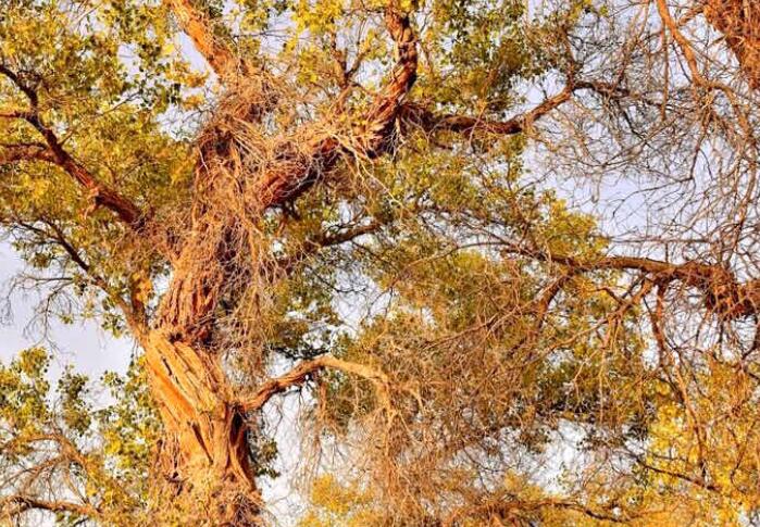 胡杨精神诗句文案