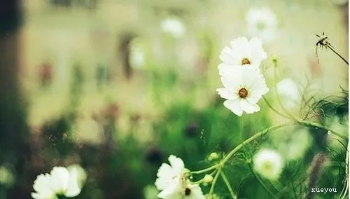 人生对婚姻的感悟名句文案