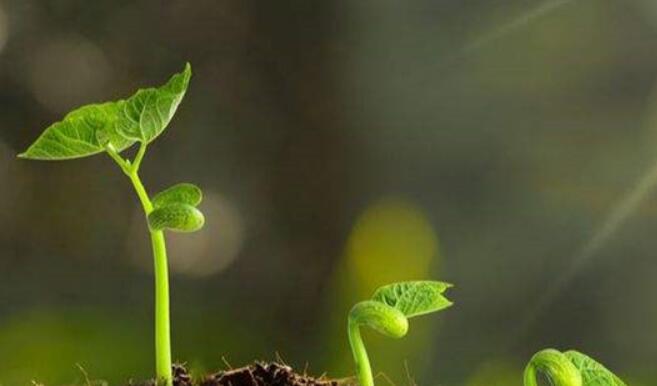 关于生命的名言警句