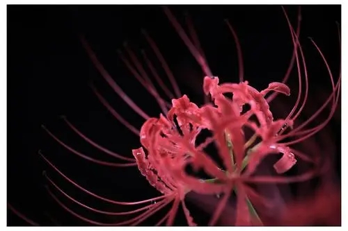 描写彼岸的句子文案