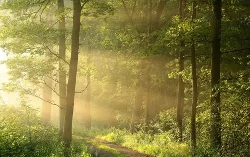 描写清晨阳光的句子文案