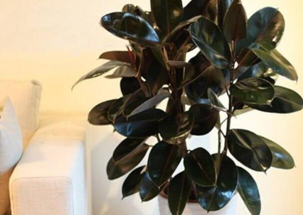 家里养花怎么发朋友圈