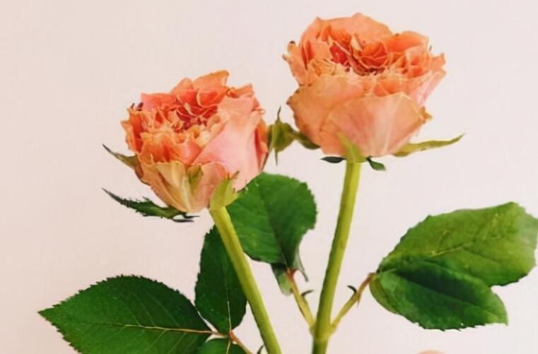 经典语录文案青春励志