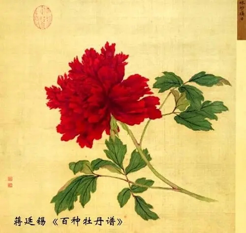 牡丹诗句文案经典