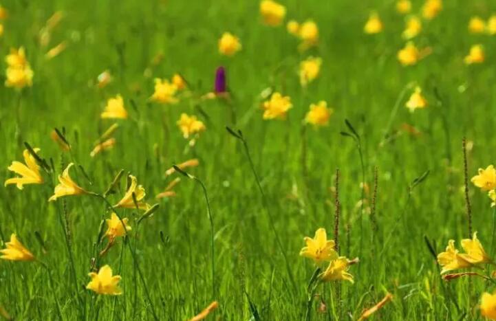 描写六月季节景色的句子文案