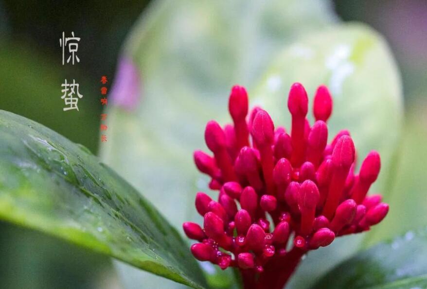 惊蛰的四句古诗