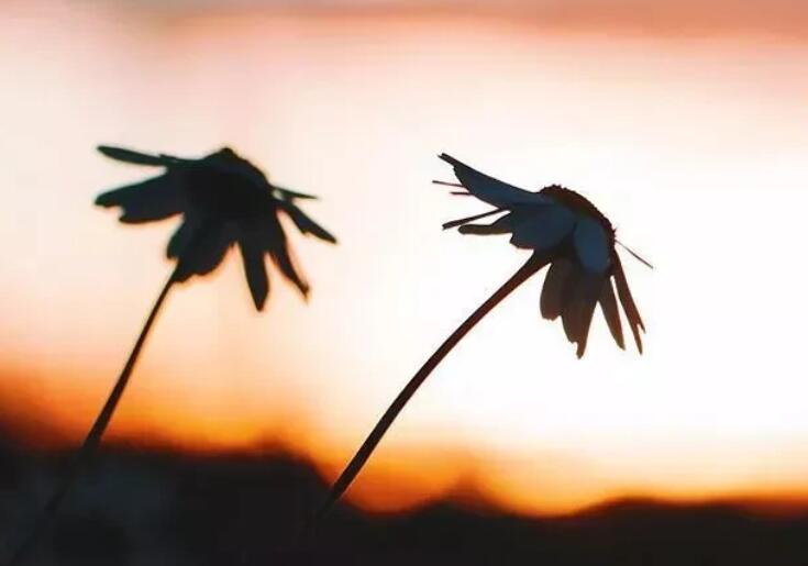 信任一旦被摧毁的语录文案