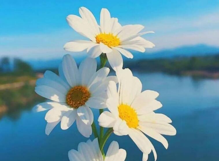 问候语中午好的动态图片带字的