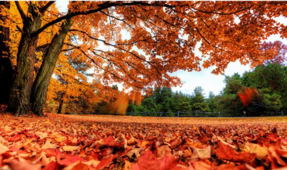 关于枫叶的唯美句子文案