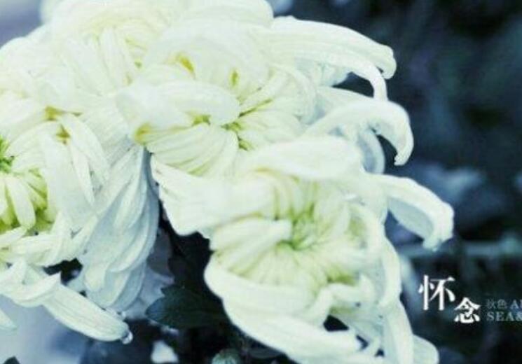 对去世婆婆的思念话语