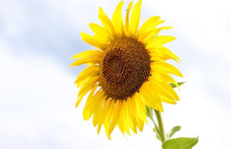 2024祝自己幸福的句子文案