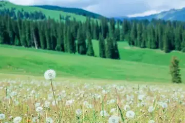 描写8月盛夏的句子文案