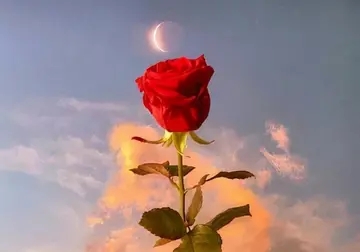 一瞥惊鸿的温柔仙句