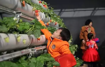 采摘乐趣的唯美句子文案