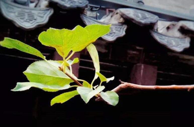 命运的轮回的经典语句文案