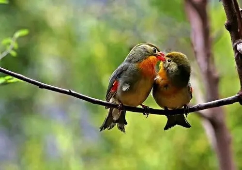 关于鸟的爱情句子文案