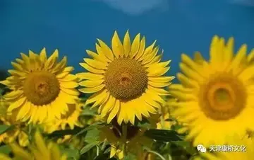 关于蝴蝶正能量短句