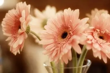 关于花的唯美文案