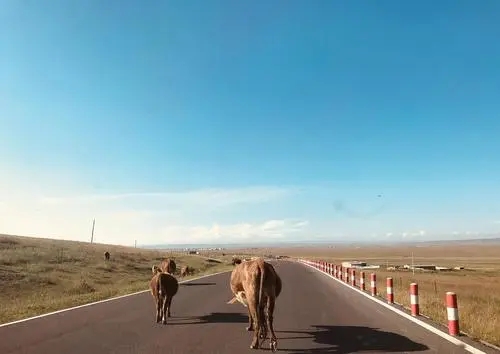 大西北风景文案美句