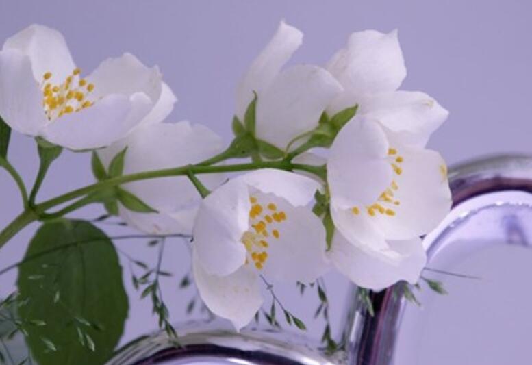 早上好的问候正能量美句