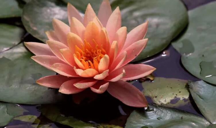 荷花禅意句子文案