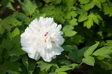 洛阳牡丹花的经典诗句文案