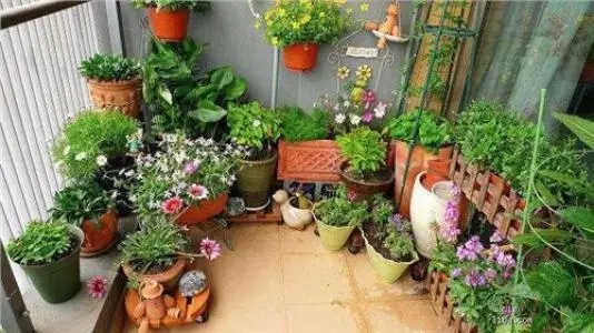 家里养花心情说说文案