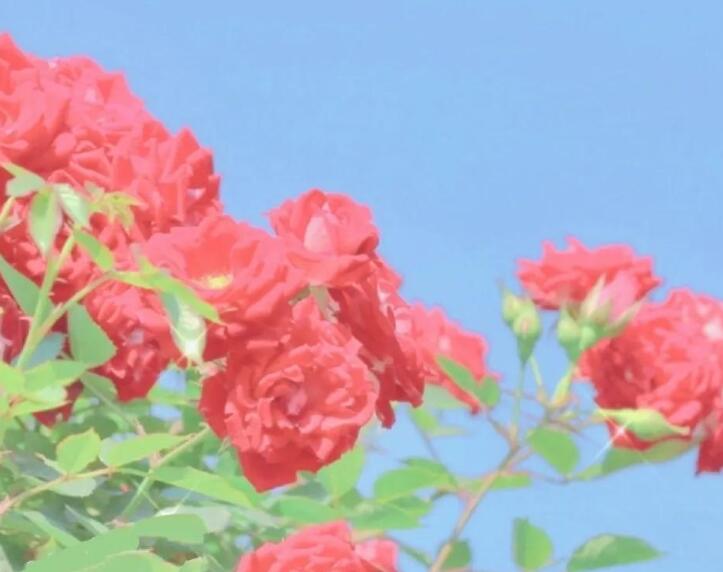 40岁女人最适合的说说文案