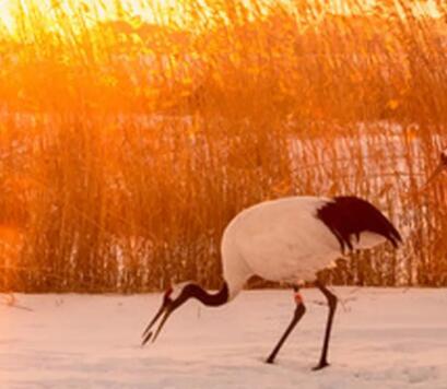 2024年最美早安心语