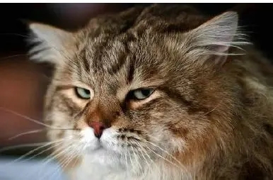 非常鄙视一个人的句子文案