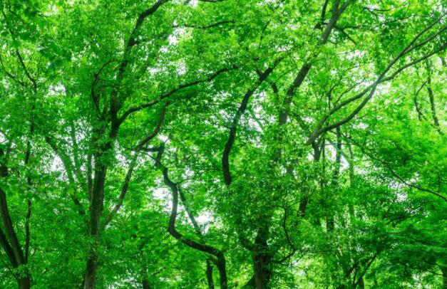 描写夏天景色的短句