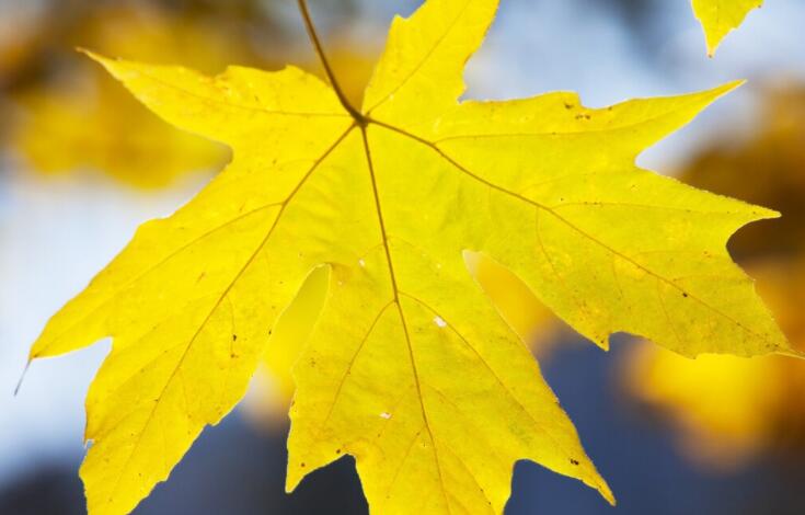 关于枫叶的唯美句子文案