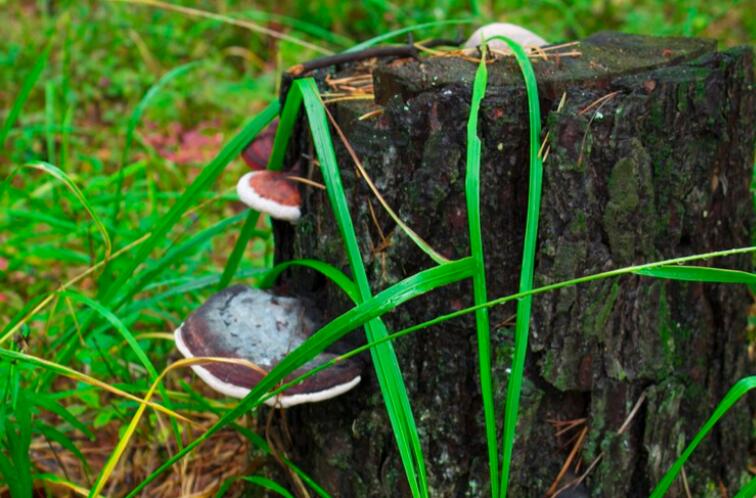 孩子亲近大自然的唯美句子文案