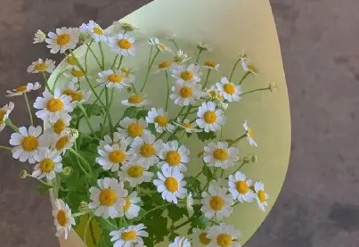 拍花朵发朋友圈怎么写