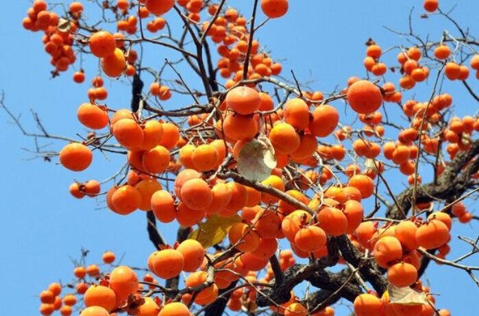 关于秋天的句子文案唯美短句摘抄