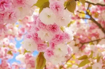 活出自己的经典句子文案