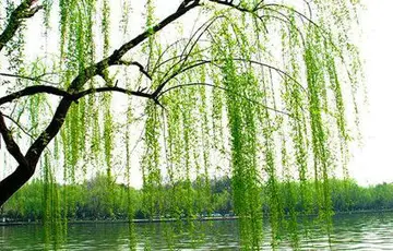 描写春天柳树的好句子文案