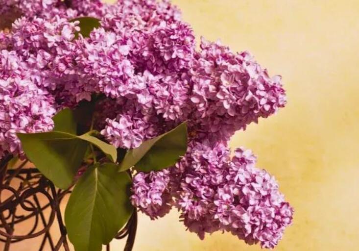 情话文案早晨说的