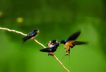 夏季的诗句文案赞美风景