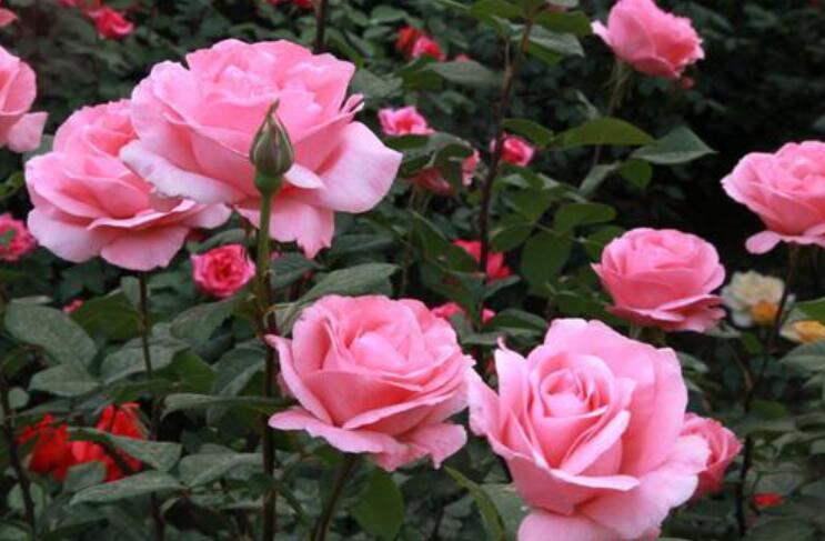 有关月季花的诗