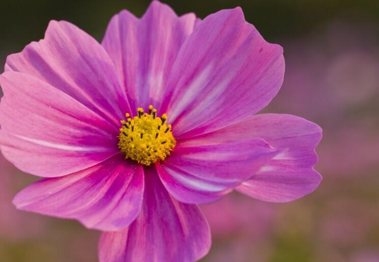 早安祝福语的句子文案