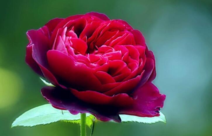 对待感情无奈的说说文案