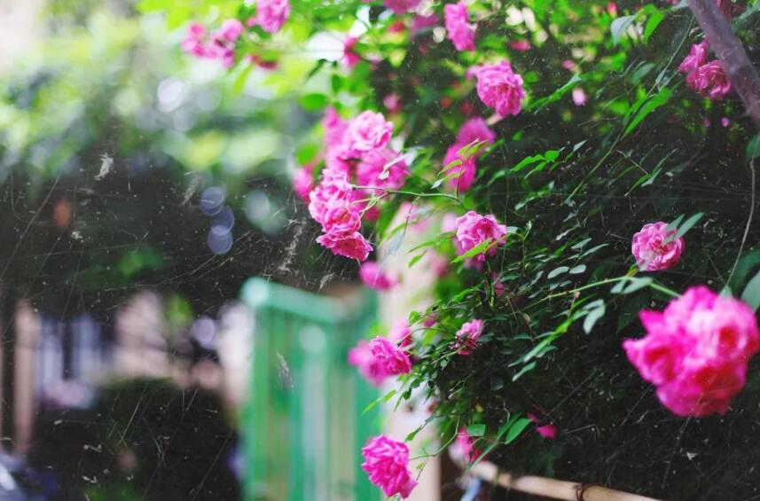 蔷薇花语录文案唯美古风