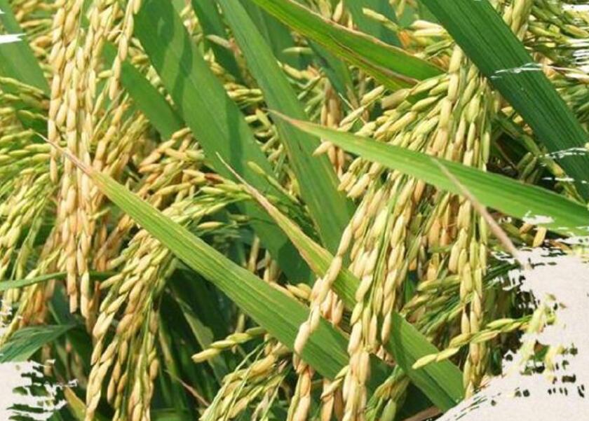 拒绝浪费粮食的句子文案50字