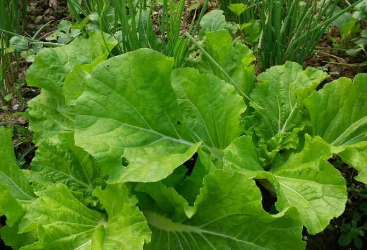 表达自己家种绿色蔬菜的句子文案