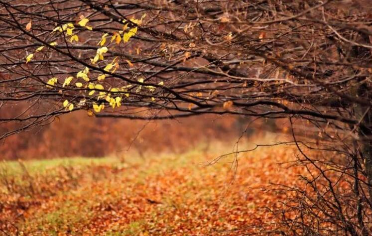 夜里惆怅的句子文案