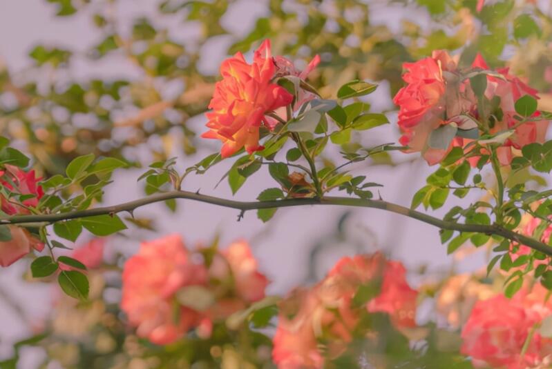 很暖很治愈的爱情短句