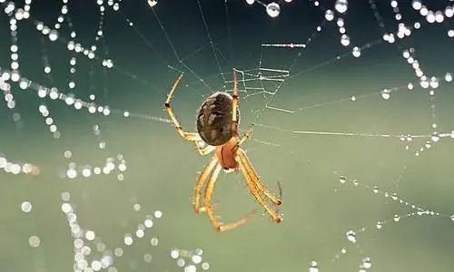 写蜘蛛的句子文案