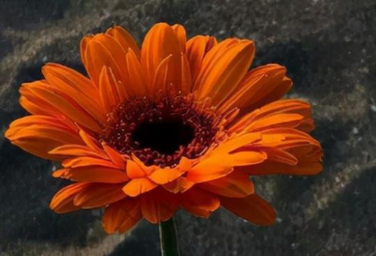 形容向往平淡生活的句子文案