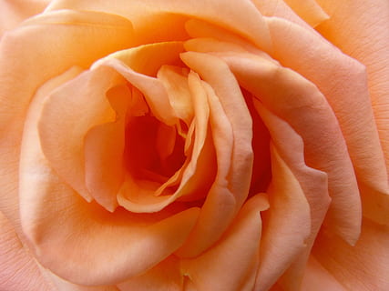 情人节给大家的祝福语